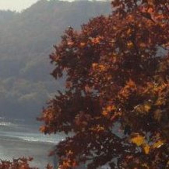 Meet your Posher, Kimber - Picture 1 of 1